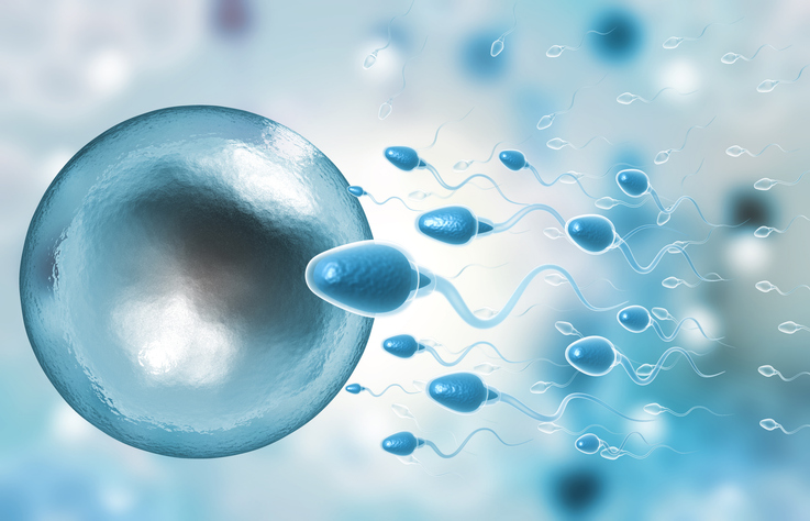 Capacitazione spermatozoi o capacitazione spermatica: cos’è e come avviene