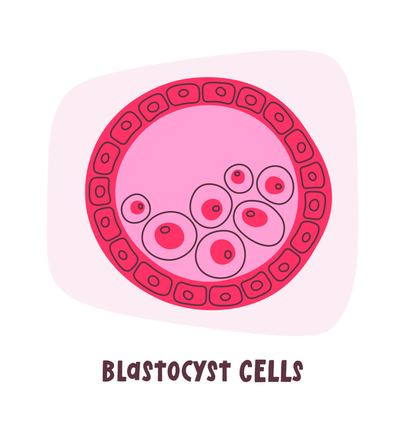 Sintomi post transfer blastocisti congelate
