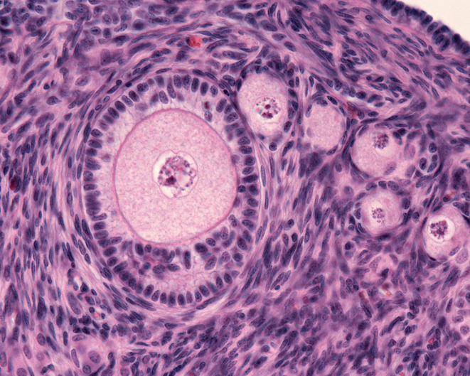 Follicoli antrali: cosa sono e come si contano