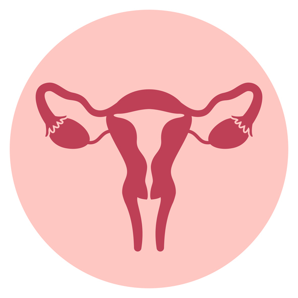 Arteria uterina, tutto quello che c’è da sapere