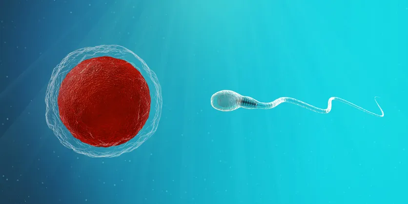 Iui percentuale di successo ogni 100 casi